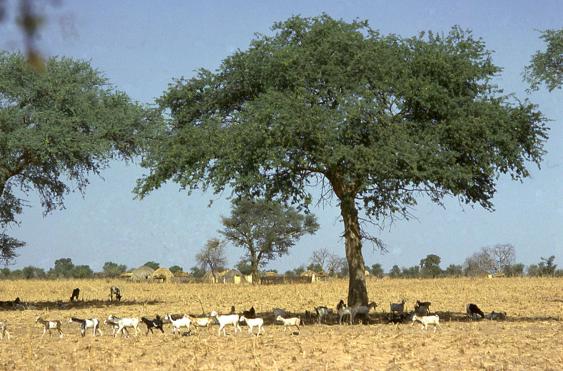 Adaptive Social Protection in the Sahel