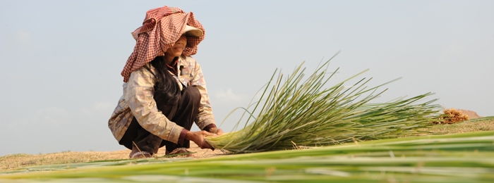 Woman working in rice field